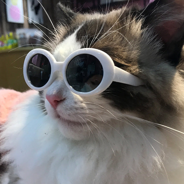 Cool Pet Sunglasses – Stylish & Protective Shades for Dogs & Cats